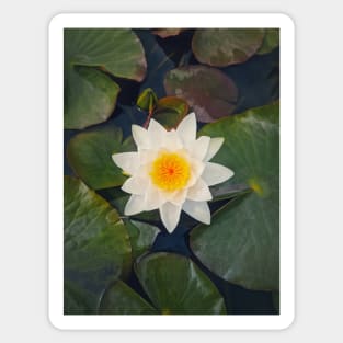 water lily on the lake Sticker